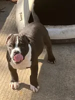 Capn, a male American Bully for sale in Livingston, LA – Photo 2 of 4