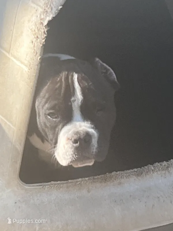 Capn – American Bully puppy for sale in Livingston, LA