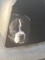 Capn, a male American Bully for sale in Livingston, LA – Photo 1 of 4