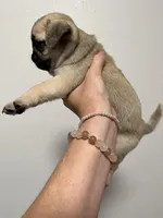 Scout - AKC, a male Pug for sale in Grants Pass, OR – Photo 3 of 8