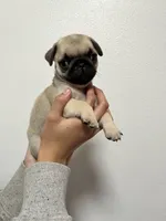 Scout - AKC, a male Pug for sale in Grants Pass, OR – Photo 6 of 8