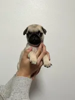 Scout - AKC, a male Pug for sale in Grants Pass, OR – Photo 5 of 8