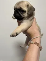 Scout - AKC, a male Pug for sale in Grants Pass, OR – Photo 2 of 8