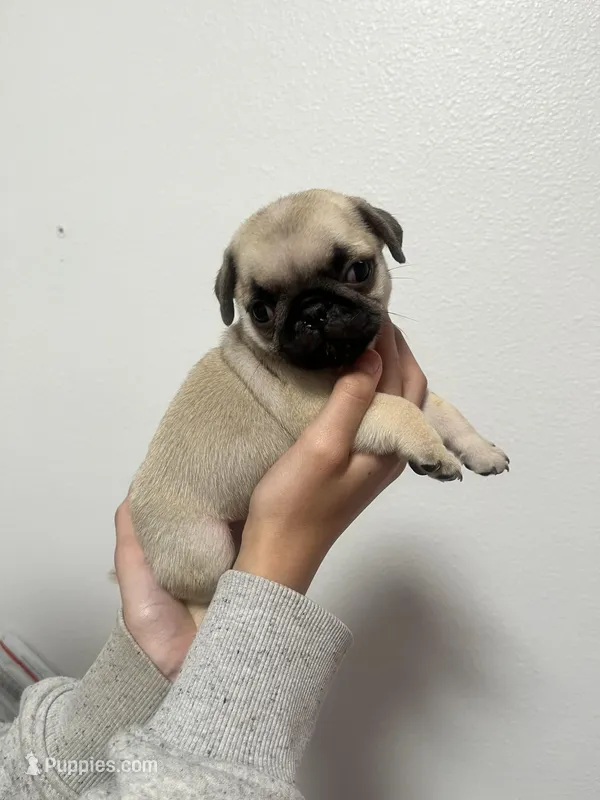 Scout - AKC – Pug puppy for sale in Grants Pass, OR