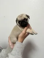 Scout - AKC, a male Pug for sale in Grants Pass, OR – Photo 1 of 8