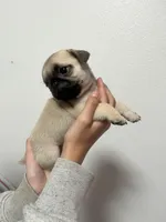 Scout - AKC, a male Pug for sale in Grants Pass, OR – Photo 7 of 8