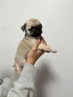 Scout - AKC, a male Pug for sale in Grants Pass, OR – Photo 8 of 8