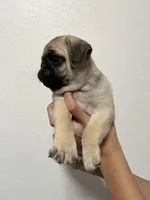 Crew -AKC, a male Pug for sale in Grants Pass, OR – Photo 6 of 8
