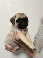 Crew -AKC, a male Pug for sale in Grants Pass, OR – Photo 4 of 8