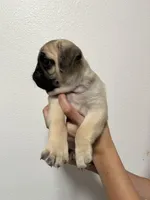 Crew -AKC, a male Pug for sale in Grants Pass, OR – Photo 7 of 8