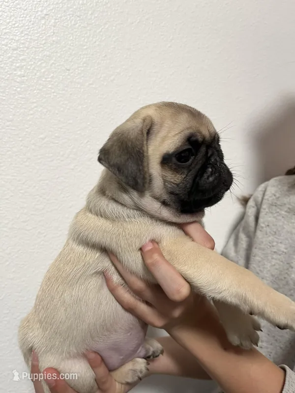 Crew -AKC – Pug puppy for sale in Grants Pass, OR