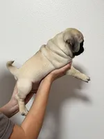Crew -AKC, a male Pug for sale in Grants Pass, OR – 10 of 10