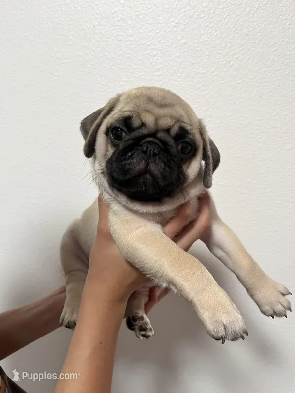 Crew -AKC, a male Pug for sale in Grants Pass, OR – 1 of 10
