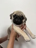 Crew -AKC, a male Pug for sale in Grants Pass, OR – 1 of 10