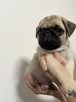 Crew -AKC, a male Pug for sale in Grants Pass, OR – Photo 3 of 8