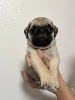 Crew -AKC, a male Pug for sale in Grants Pass, OR – Photo 5 of 8