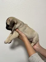 Crew -AKC, a male Pug for sale in Grants Pass, OR – Photo 8 of 8