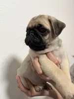 Crew -AKC, a male Pug for sale in Grants Pass, OR – Photo 2 of 8