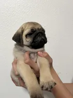 Bacchus- AKC, a male Pug for sale in Grants Pass, OR – Photo 4 of 9