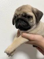 Bacchus- AKC, a male Pug for sale in Grants Pass, OR – Photo 6 of 9