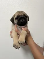Bacchus- AKC, a male Pug for sale in Grants Pass, OR – Photo 2 of 9