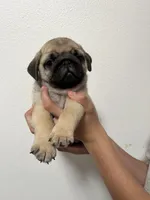 Bacchus- AKC, a male Pug for sale in Grants Pass, OR – Photo 5 of 9