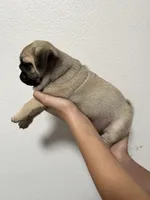 Bacchus- AKC, a male Pug for sale in Grants Pass, OR – Photo 9 of 9