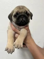 Bacchus- AKC, a male Pug for sale in Grants Pass, OR – Photo 3 of 9