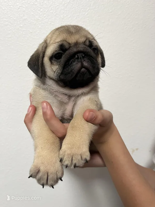 Bacchus- AKC – Pug puppy for sale in Grants Pass, OR