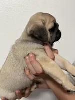 Bacchus- AKC, a male Pug for sale in Grants Pass, OR – Photo 7 of 9