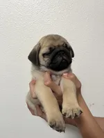 Bacchus- AKC, a male Pug for sale in Grants Pass, OR – Photo 8 of 9