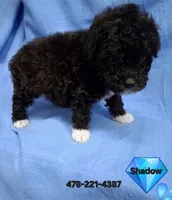 SHADOW , a male Poodle - Toy  for sale in Macon, GA – 4 of 8
