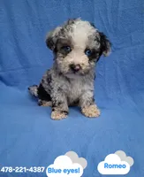 ROMEO , a male Schnoodle and Poodle - Toy  for sale in Macon, GA – 5 of 10