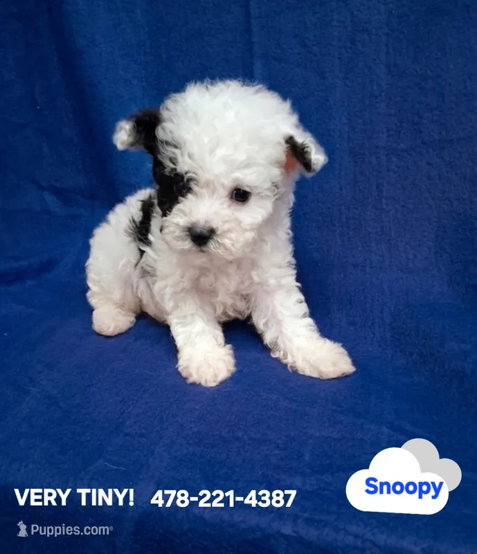 SNOOPY  – Poodle - Toy  puppy for sale in Macon, GA