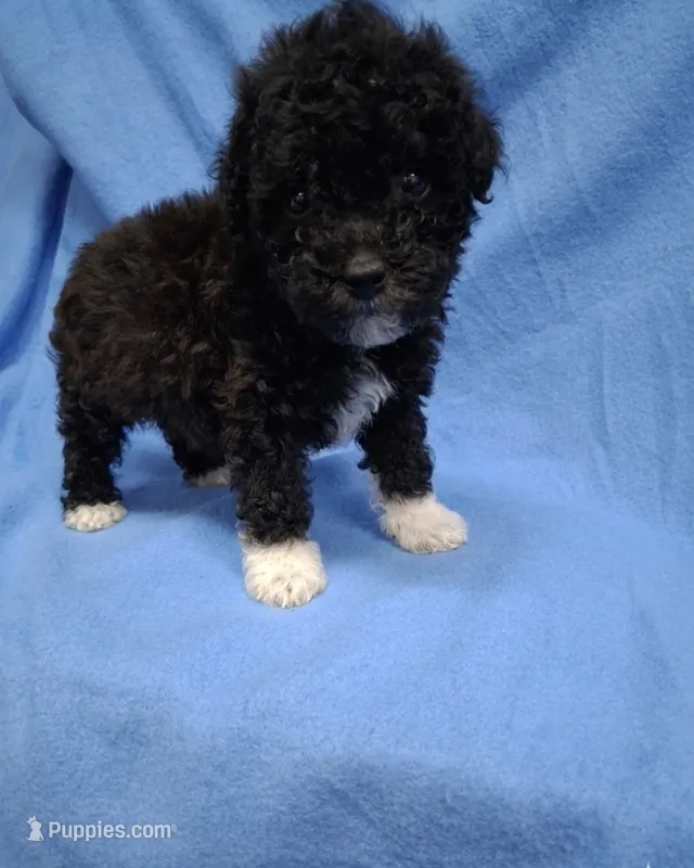 SHADOW  – Poodle - Toy  puppy for sale in Macon, GA