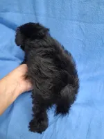 VADER, a male Schnoodle and Poodle - Toy  for sale in Macon, GA – 7 of 8