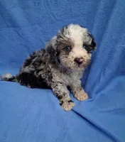ROMEO , a male Schnoodle and Poodle - Toy  for sale in Macon, GA – 2 of 10