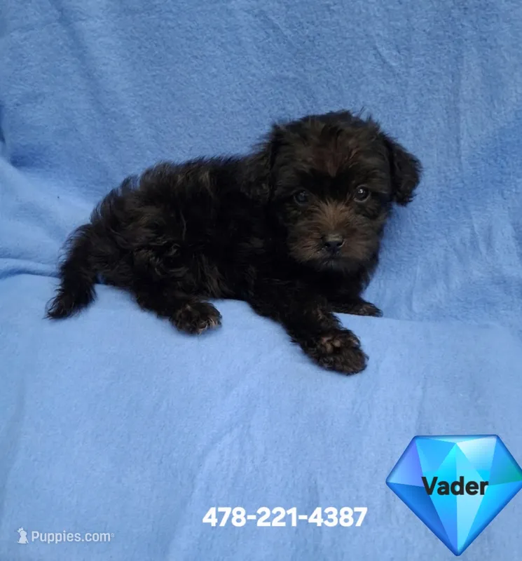 VADER – Schnoodle, Poodle - Toy  puppy for sale in Macon, GA