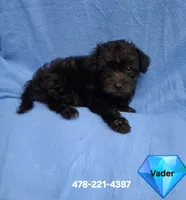 VADER, a male Schnoodle and Poodle - Toy  for sale in Macon, GA – 1 of 8