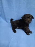 VADER, a male Schnoodle and Poodle - Toy  for sale in Macon, GA – 2 of 8