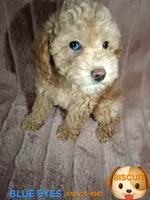 BISCUIT male, a male Poodle - Miniature  for sale in Macon, GA – Photo 3 of 8