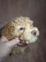 BISCUIT male, a male Poodle - Miniature  for sale in Macon, GA – Photo 8 of 8