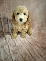 BISCUIT male, a male Poodle - Miniature  for sale in Macon, GA – Photo 5 of 8