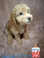 BISCUIT male, a male Poodle - Miniature  for sale in Macon, GA – Photo 1 of 8