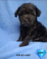 VADER, a male Schnoodle and Poodle - Toy  for sale in Macon, GA – 5 of 8