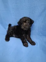 VADER, a male Schnoodle and Poodle - Toy  for sale in Macon, GA – 6 of 8