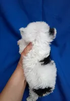 SNOOPY , a male Poodle - Toy  for sale in Macon, GA – 7 of 9