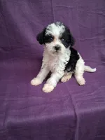 SADIE, a female Schnoodle and Poodle - Toy  for sale in Macon, GA – 6 of 10