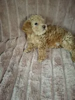 BISCUIT AKC boy, a male Poodle - Toy  for sale in Macon, GA – Photo 4 of 8