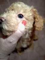 BISCUIT AKC boy, a male Poodle - Toy  for sale in Macon, GA – Photo 7 of 8